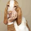 Chien penseur